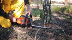 Best Stump Grinding and Removal  in West Ack, NY