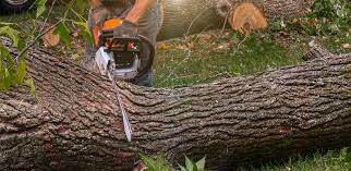 Best Hazardous Tree Removal  in West Ack, NY