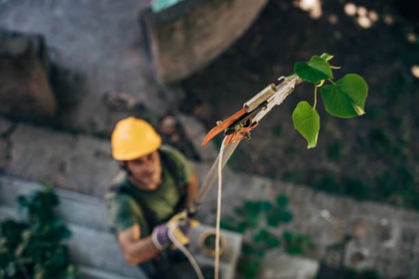 Best Tree Preservation Services  in West Ack, NY