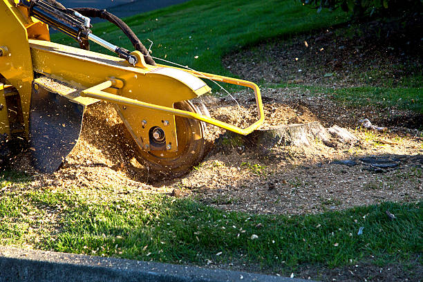 Best Artificial Turf Installation  in West Ack, NY